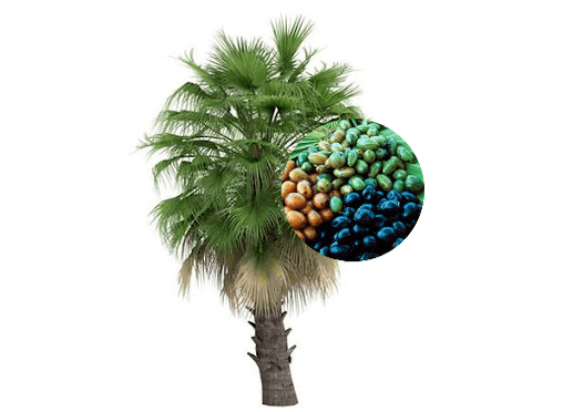 В состав Prostamin Forte входят плоды пальмы